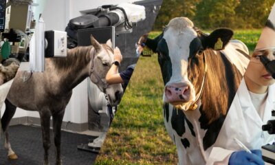 Universidade Lusófona investe 4,5 milhões de euros em Medicina Veterinária