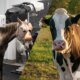 Universidade Lusófona investe 4,5 milhões de euros em Medicina Veterinária