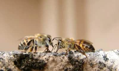 abelhas