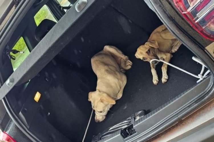Apesar da situação de maus tratos, dois cães conseguiram sobreviver e forAM resgatados Crédito -Foto - PC/TO.